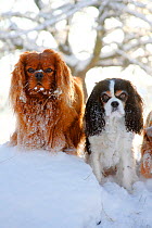 Cavalier King Charles Spaniels, ruby and tricolour, sitting in snow.
