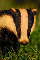 Badger (Meles meles) sub-adult, head portrait, Derbyshire, UK