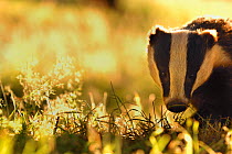 Badger (Meles meles) sub-adult backlit in evening light, Derbyshire, UK