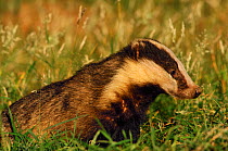 Badger (Meles meles) adult, portrait, Derbyshire, UK