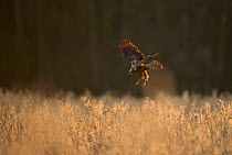Marsh harrier (Circus aeruginosus) adult female preparing to land in reedbeds, backlit, Norfolk, UK, April