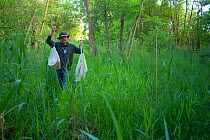 Licensed professional, Phil Littler, returns from a Marsh harrier (Circus aeruginosus) nest with six bags containing six chicks. The chicks will then be ringed and returned to their nest. Sculthorpe Nature Reserve, Norfolk, UK, June 2010, Model released