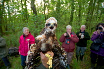 Marsh harrier (Circus aeruginosus) chick, removed from its nest to be sexed, weighed and ringed by licensed professional, Phil Littler, shows its displeasure at being handled. Watched by reserve volun...