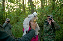 Marsh harrier (Circus aeruginosus) chick, removed from its nest to be sexed, weighed and ringed by licensed professional, Phil Littler, shows its displeasure at being handled. Watched and photographed...