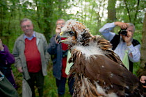 Marsh harrier (Circus aeruginosus) chick, removed from its nest to be sexed, weighed and ringed by licensed professional, Phil Littler, shows its displeasure at being handled. Watched and photographed...
