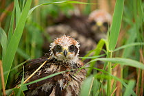 Pair of sibling Marsh harrier (Circus aeruginosus) chicks in nest after heavy rain. Sculthorpe Nature Reserve, Norfolk, UK, July 2010. Did you know? Although marsh harriers hunt rodents, their main pr...