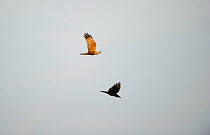 Marsh harrier (Circus aeruginosus) adult in flight, chasing off a crow that was mobbing it, Norfolk, UK, April