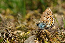 Silver-studded blue butterfly (Plebeius argus) at rest on ground, Minsmere RSPB reserve, Suffolk, UK, July