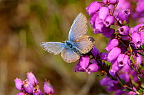 Silver-studded blue butterfly (Plebeius argus) well-worn male at rest on Bell heather (Erica cinerea) Minsmere RSPB reserve, Suffolk, UK, July