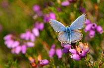 Silver-studded blue butterfly (Plebeius argus) well-worn male at rest on Bell heather (Erica cinerea) Minsmere RSPB reserve, Suffolk, UK, July