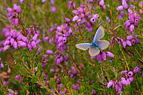 Silver-studded blue butterfly (Plebeius argus) male at rest on Bell heather (Erica cinerea) Minsmere RSPB reserve, Suffolk, UK, July