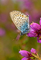 Silver-studded blue butterfly (Plebeius argus) male at rest on Bell heather (Erica cinerea) Minsmere RSPB reserve, Suffolk, UK, July. 2020VISION Book Plate.