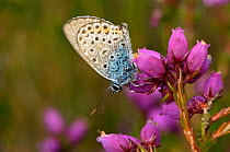Silver-studded blue butterfly (Plebeius argus)male at rest on Bell heather (Erica cinerea) Minsmere RSPB reserve, Suffolk, UK, July