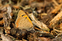 Small copper butterfly (Lycaena phlaeas) resting on ground, Minsmere RSPB reserve, Suffolk, UK, July