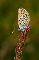 Silver-studded blue butterfly (Plebeius argus) male at rest on Bell heather (Erica cinerea) Minsmere RSPB reserve, Suffolk, UK, July
