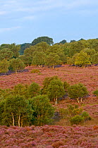 Birch trees and Heather / Ling (Calluna vulgaris) in flower on Westleton Heath NNR, Suffolk, UK, August 2011.