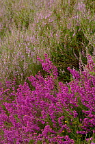 Bell heather (Erica cinerea) in foreground and Ling heather (Calluna vulgaris) in background, Westleton Heath NNR, Suffolk, UK, August