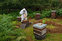 Bee keeper, Richard Emery, attending Honey bee (Apis mellifera) beehives at a heathland site in Suffolk, UK, August 2011. Model released