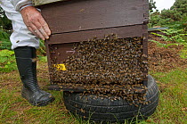 Bee keeper, Richard Emery, attending Honey bee (Apis mellifera) beehive at a heathland site in Suffolk, UK, August 2011. Model released