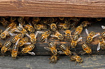Worker European honey bees (Apis mellifera) entering and leaving hive at a heathland site, Suffolk, UK, August