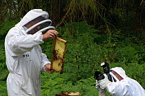 Bee keeper, Richard Emery, attending Honey bee (Apis mellifera) beehives at a heathland site in Suffolk being photographed by 2020vision photographer, Chris Gomersall, UK, August 2011. Model released