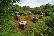 Honey bee (Apis mellifera) beehives sited on edge of heathland for premium heather honey production, Suffolk, UK, August 2011.  2020VISION Exhibition. 2020VISION Book Plate.