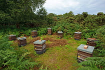 Honey bee (Apis mellifera) beehives sited on edge of heathland for premium heather honey production, Suffolk, UK, August 2011.