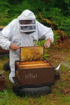 Bee keeper, Richard Emery, attending Honey bee (Apis mellifera) beehive at a heathland site in Suffolk, UK, August 2011. Model released
