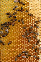Worker European honey bees (Apis mellifera) on honey comb in beehive, Suffolk, UK, August