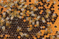 Worker European honey bees (Apis mellifera) on honeycomb in beehive, showing queen bee indicated by white paint spot applied to thorax by bee keeper, Suffolk, UK, August