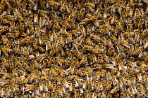 Worker European honey bees (Apis mellifera) in beehive, Suffolk, UK, August