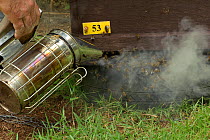 Bee keeper, Richard Emery, smoking Honey bees (Apis mellifera) with fumigant to quieten them down before opening beehive, at heathland site in Suffolk, UK, August 2011. Model released