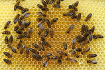 Worker European honey bees (Apis mellifera) on honeycomb in beehive, Suffolk, UK, August
