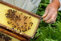 Bee keeper, Richard Emery, holding honey comb with worker European honey bees (Apis mellifera) from beehive, Suffolk, UK, August. Model released. 2020VISION Exhibition. 2020VISION Book Plate.