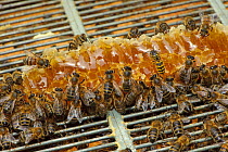 Worker Honey bees (Apis mellifera) defend honey comb from intruder Wasp (Vespula vulgaris) in beehive on heathland, Suffolk, UK, August. 2020VISION Exhibition. 2020VISION Book Plate.