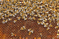 Worker European honey bees (Apis mellifera) on honeycomb in beehive, Suffolk, UK, August