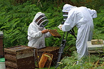 Bee keeper, Richard Emery, attending Honey bee (Apis mellifera) beehive at a heathland site, being filmed by Paul and Ryan Edwards, Suffolk, UK, August 2011.