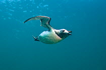 Common guillemot (Uria aalge) swimming underwater, Farne Islands, Northumberland, UK, July. Did you know? Guillemots are shaped like a penguin for hydrodynamics, but with wings like cormorants for aer...