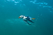 Puffin (Fratercula arctica) swimming underwater, searching for food, Farne Islands, Northumberland, UK, July
