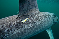 Tagged Basking shark (Cetorhinus maximus) feeding on plankton in the surface waters around the island of Coll, Inner Hebrides, Scotland, UK, June