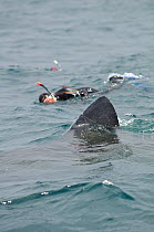 Snorkellers swimming alongside the fin of a large Basking shark (Cetorhinus maximus), off the Island of Coll, Inner Hebrides, Scotland, UK, June 2011