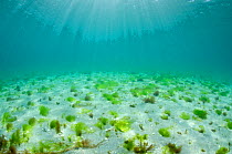 Tufts of seaweed growing on a shallow seabed, Island of Coll, Inner Hebrides, Scotland, UK, June