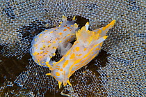 Pair of Nudibranch's (Polycera quadrilineata) mating on a sea matt bryozoan, growing on a kelp frond. Island of Coll, Inner Hebrides. Scotland, UK, June