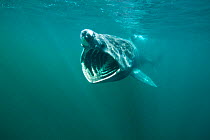 Basking shark (Cetorhinus maximus) feeding on plankton, visible as white dots, in the surface waters around the island of Coll, Inner Hebrides, Scotland, UK, June