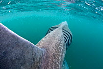 Rear view of Basking shark (Cetorhinus maximus) feeding on plankton in the surface waters around the island of Coll, Inner Hebrides, Scotland, UK, June. Did you know? The basking shark is the world's...