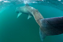 RF- Rear view of Basking shark (Cetorhinus maximus) feeding on plankton, visible as white dots on water surface near island of Coll, Inner Hebrides, Scotland, UK. June. (This image may be licensed eit...