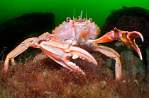 Swimming / Harbour crab (Liocarcinus depurator) displaying claws to defend its patch of seabed in a sea loch, Loch Fyne, Argyll and Bute, Scotland, UK, July. Did you know? Of the ten limbs of the swim...