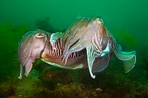 Male Common cuttlefish (Sepia officinalis) caressing a female with his tentacles during courtship, Babbacombe Bay, Devon, UK, April
