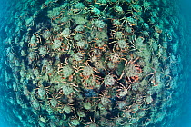 Aggregation of Spider crabs (Maja squinado) in shallow water off Burton Bradstock, Dorset, UK, August. Did you know? Spider crabs camouflage themselves by allowing algae and other marine plants to gro...