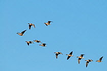 Pink-footed geese (Anser brachyrynchus) flock in flight in V-formation, Norfolk, UK, January